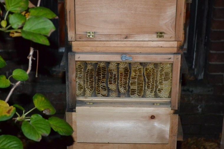 Follow the Honey tends to bees in their very own backyard!